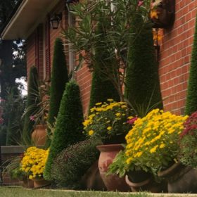 Close up mums and artificial trees.